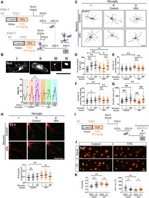 Long-Lasting Changes in Glial Cells Isolated From Rats Subjected to the Valproic Acid Model of Autism Spectrum Disorder